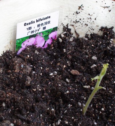 С��-oxalis bifuicata��Y����.jpg