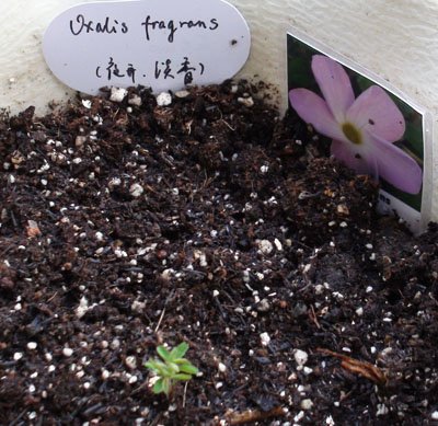С��-oxalis fragrans.jpg