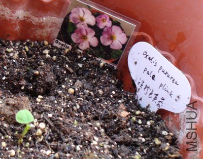 С��-oxalis purpurea pale pink.jpg