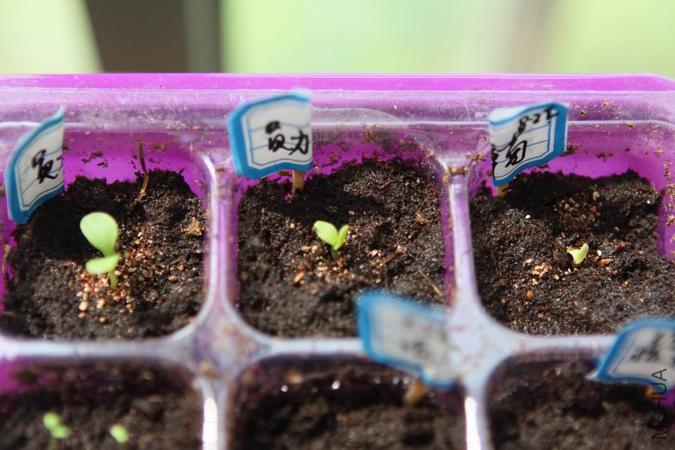 ������С 8261.JPG