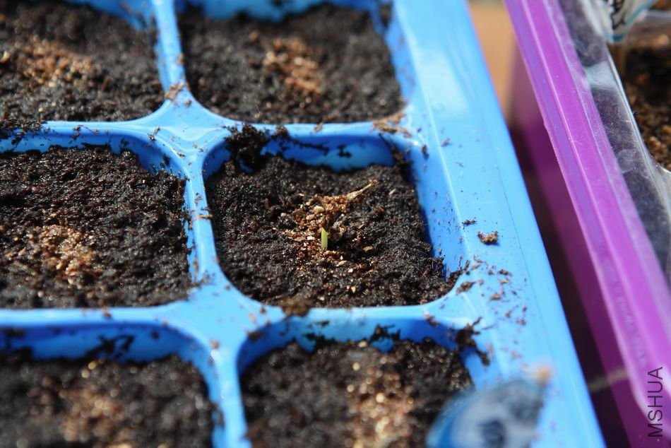 ������С 8262.JPG