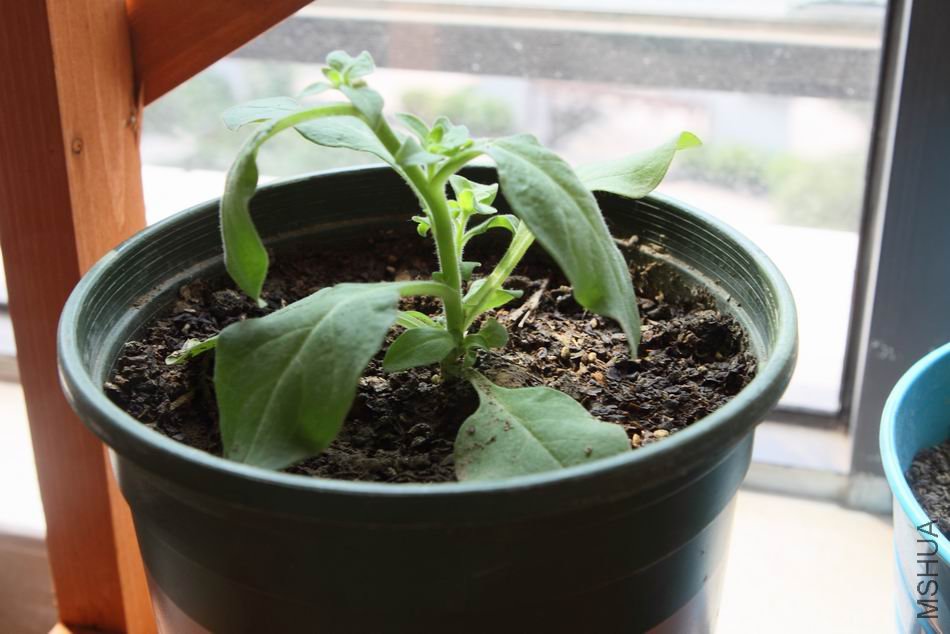 ������С 8263.JPG