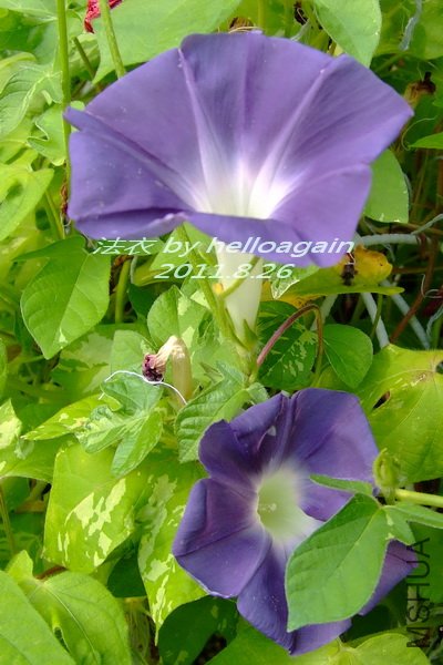 2011-0826(009).jpg