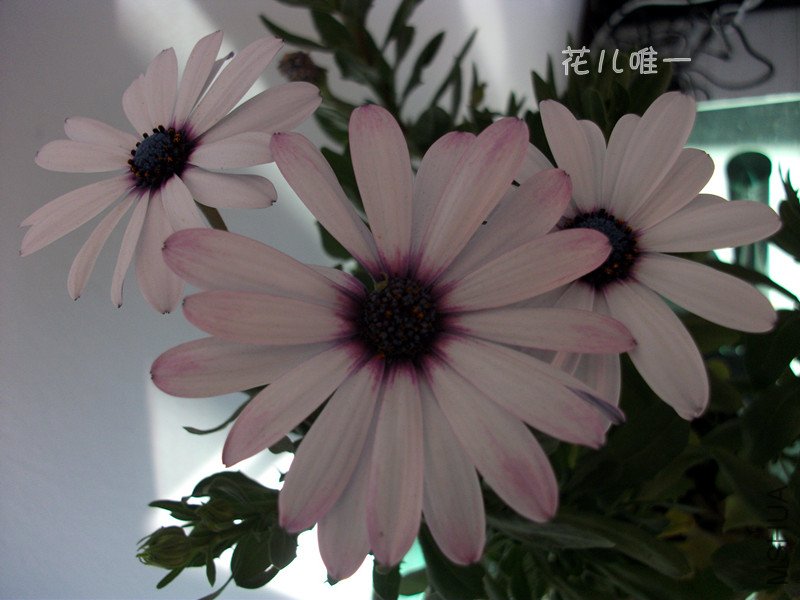 dscf2858_����.jpg