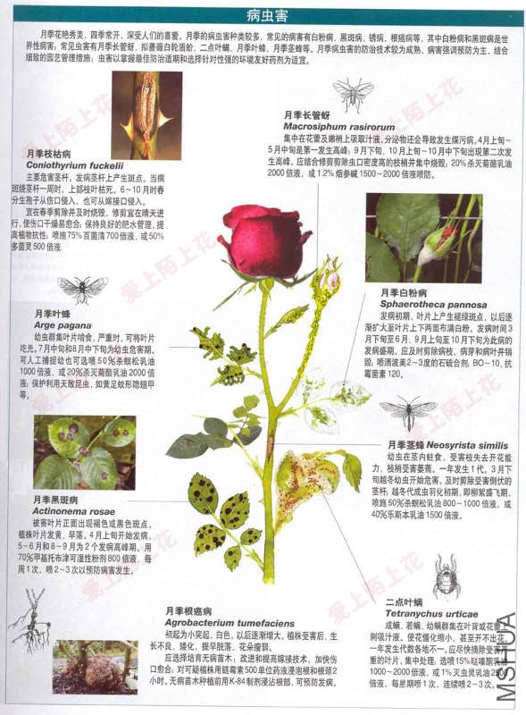 �¼����溦