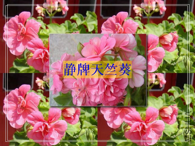 DSC0355.jpg