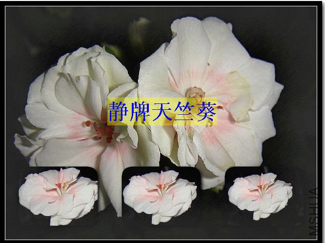 http_imgloadCA7BI65Q.jpg