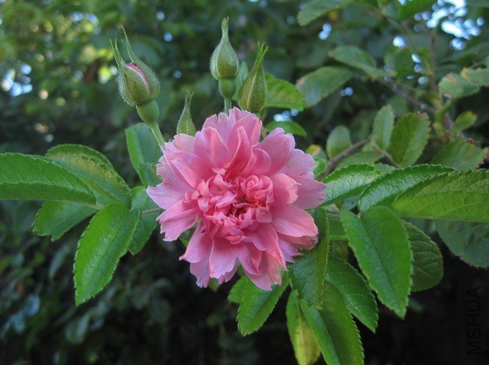 pink grootendorst.jpg