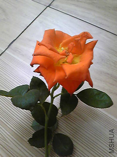 Image016.jpg
