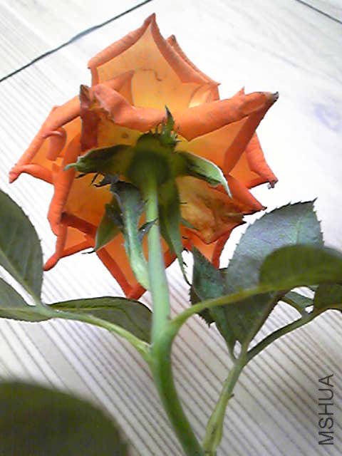 Image017.jpg