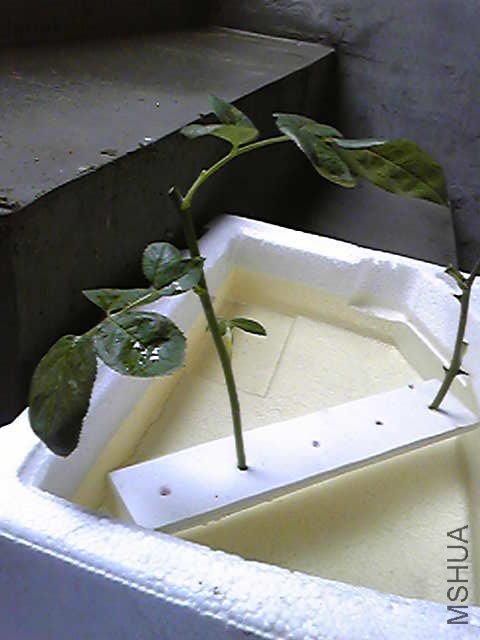 Image018.jpg