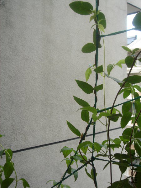 DSC07507_450x600.JPG
