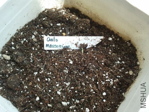 oxalis massonorum  