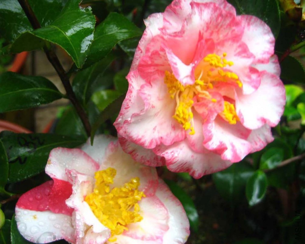 ���汴�� 09-3-27.jpg