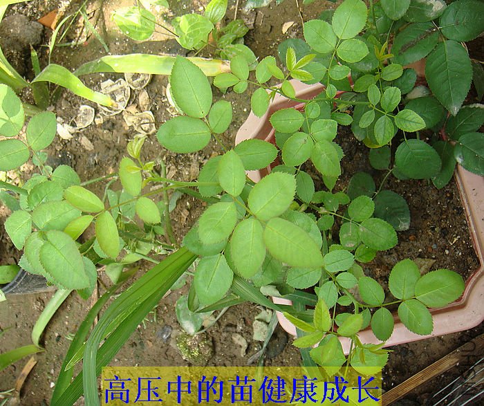 DSC03751.JPG
