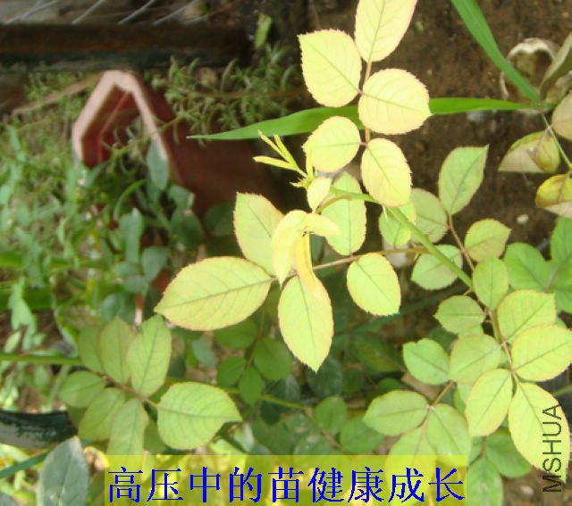 DSC03754.JPG
