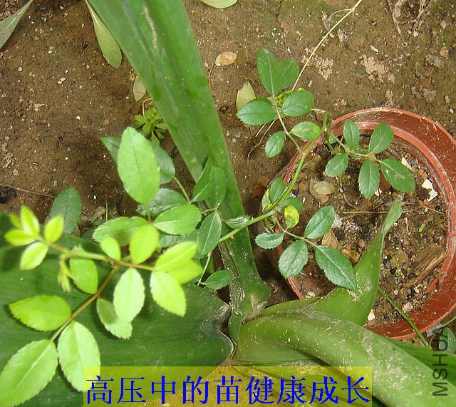 DSC03756.JPG