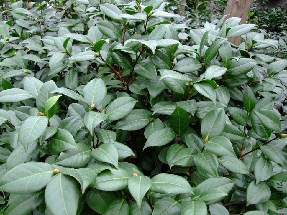 ���� 2011-8-29 .jpg