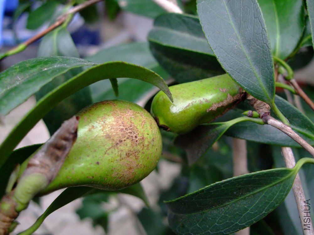 ��ȸ��2011-8-29 .jpg