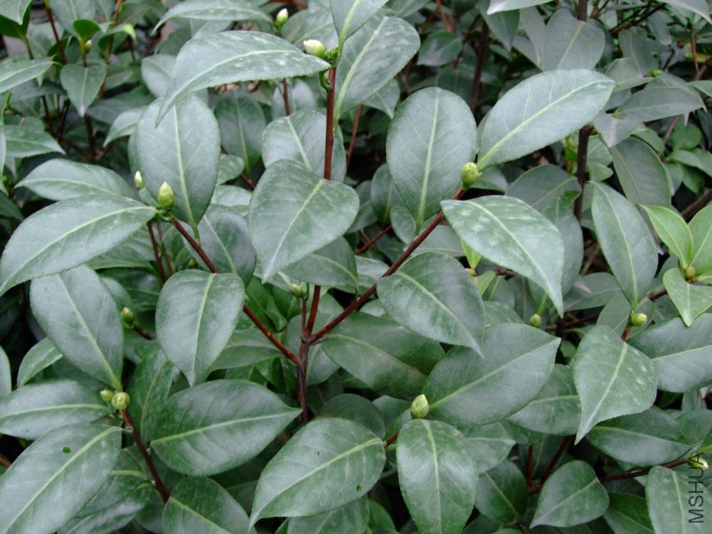 ţ��ʯ2011-8-29 .jpg