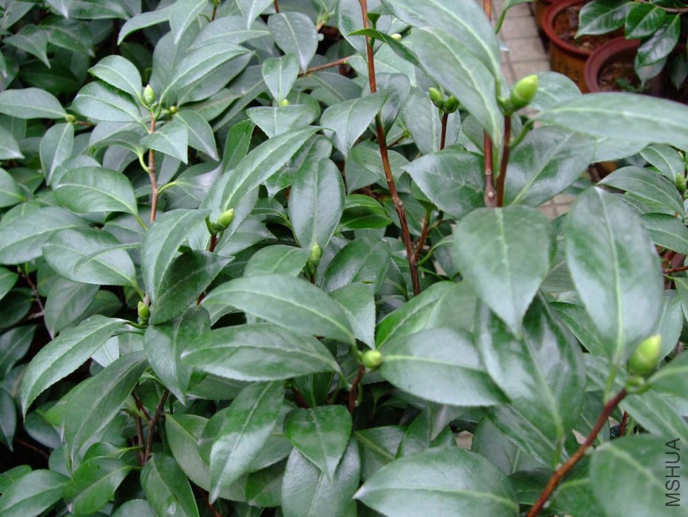 ţ����2011-8-29 .jpg