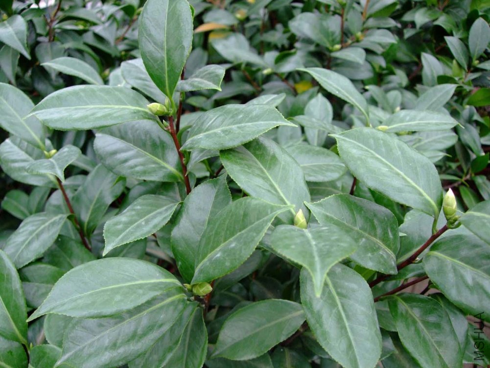 ���� 2011-8-29 .jpg