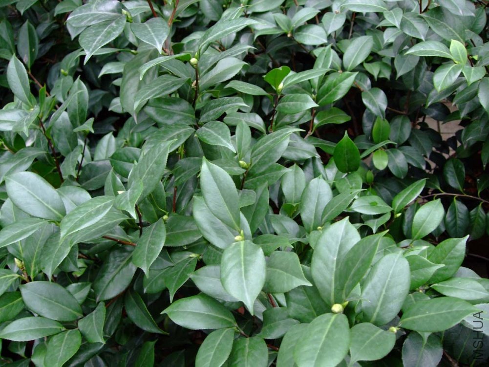 ���� 2011-8-29(1).jpg