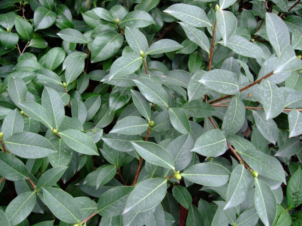 ѩ��2011-8-29 .jpg