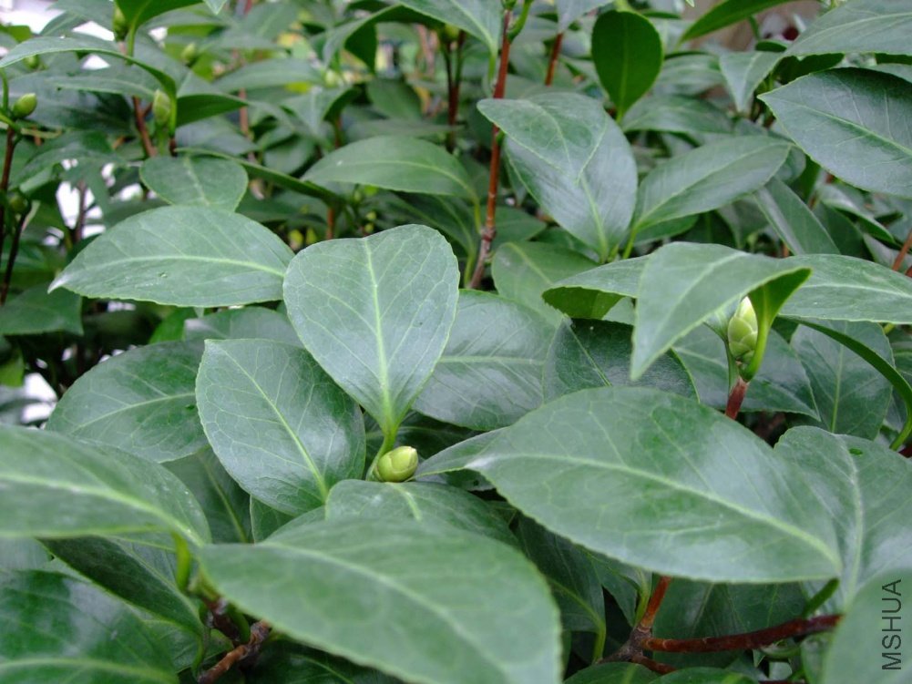 ����ɯ��֯ Ů 2011-8-29.jpg