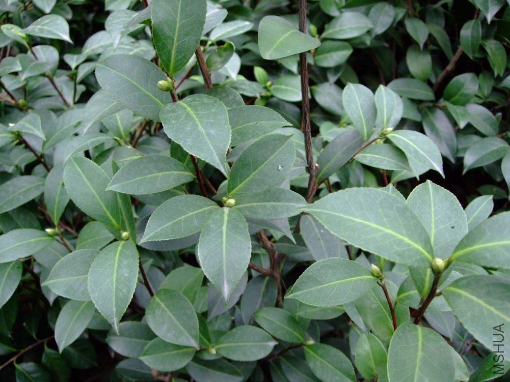 ���غ�˹2011-8-29 .jpg