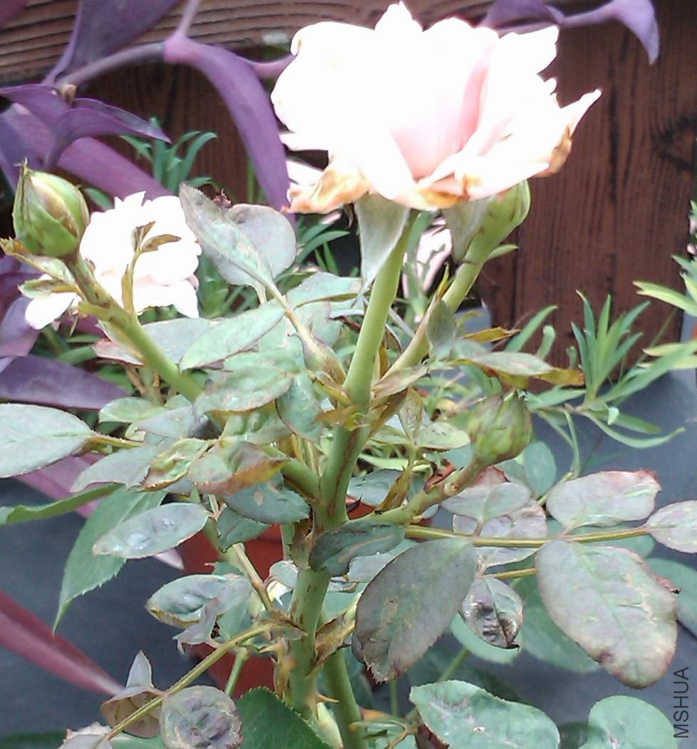 IMAGE_035.jpg