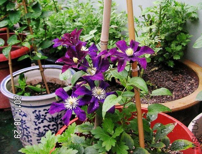 PICT0041.JPG