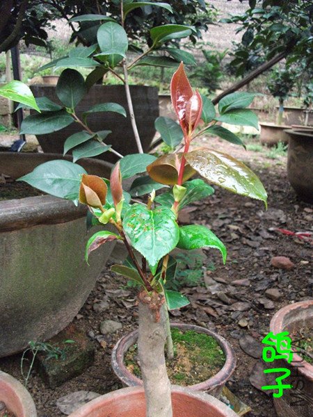 DSCF2782_����.jpg