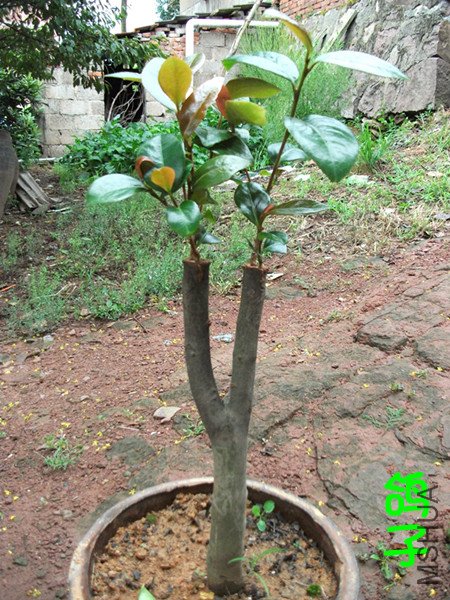 DSCF2800_����.jpg