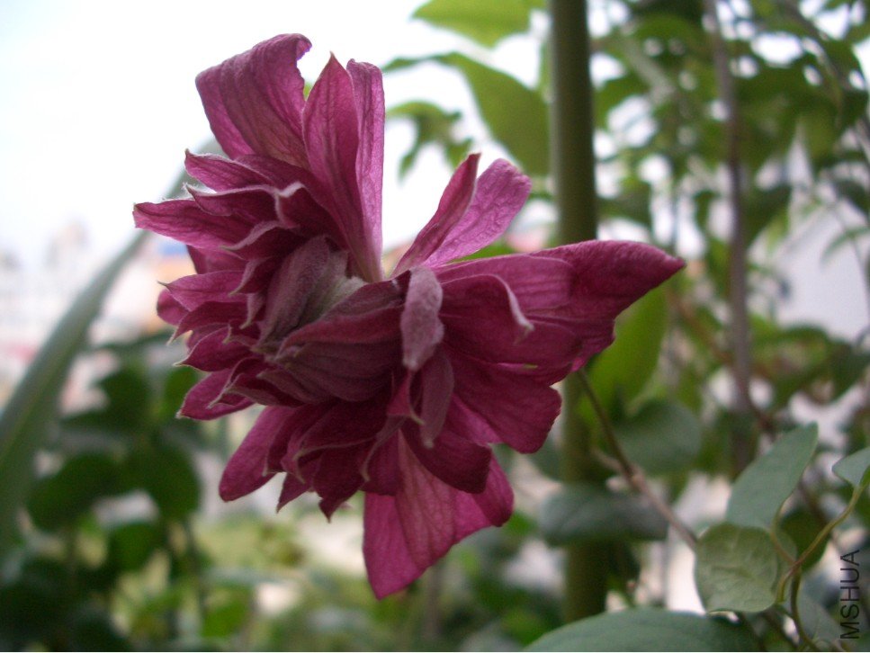 ������ (2).jpg