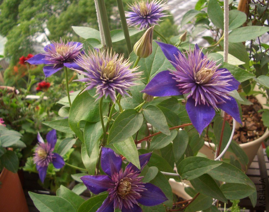 ���� (2).jpg