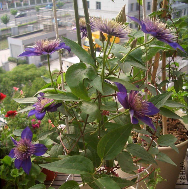 ���� (3).jpg