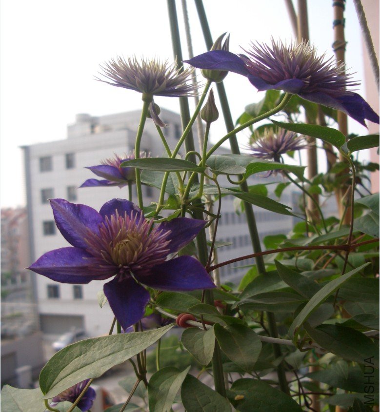 ���� (5).jpg