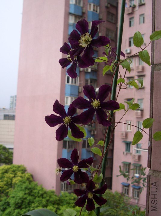 ��ɳŮ�� (2).jpg