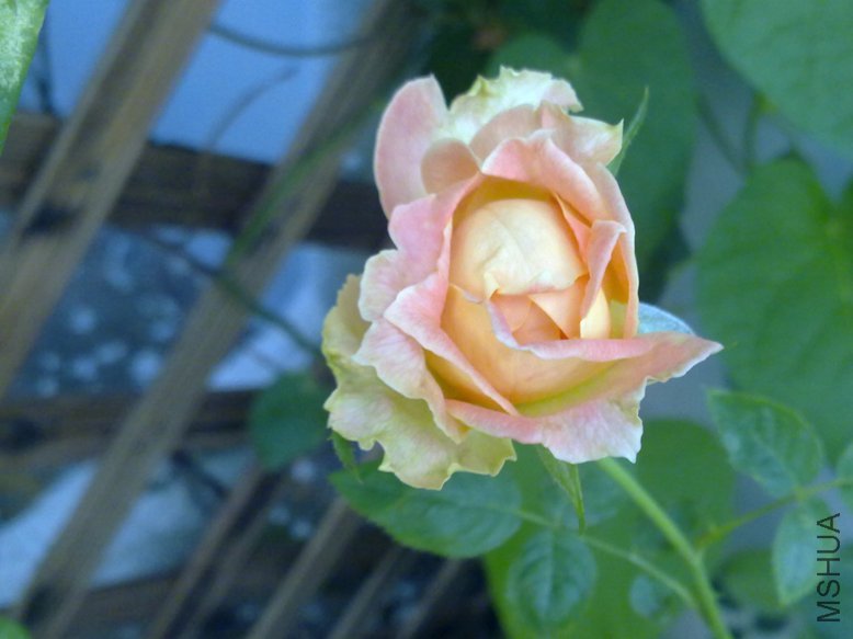 201108311833.jpg