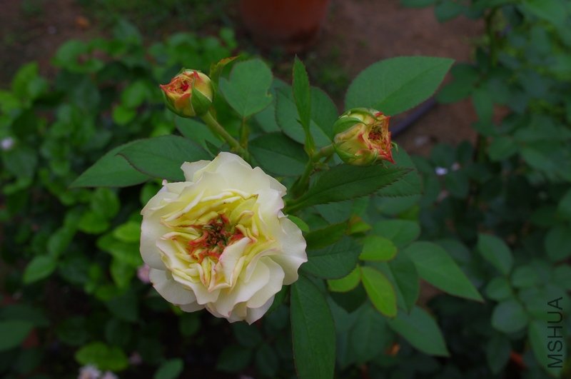 IMGP2648.JPG