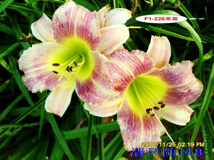 F1-226��˪  (2).jpg