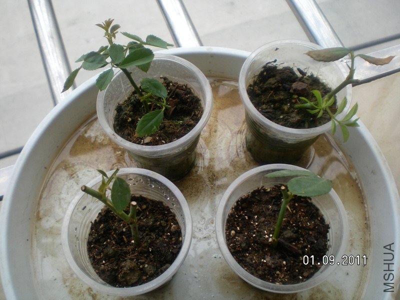 SANY2823_����.jpg