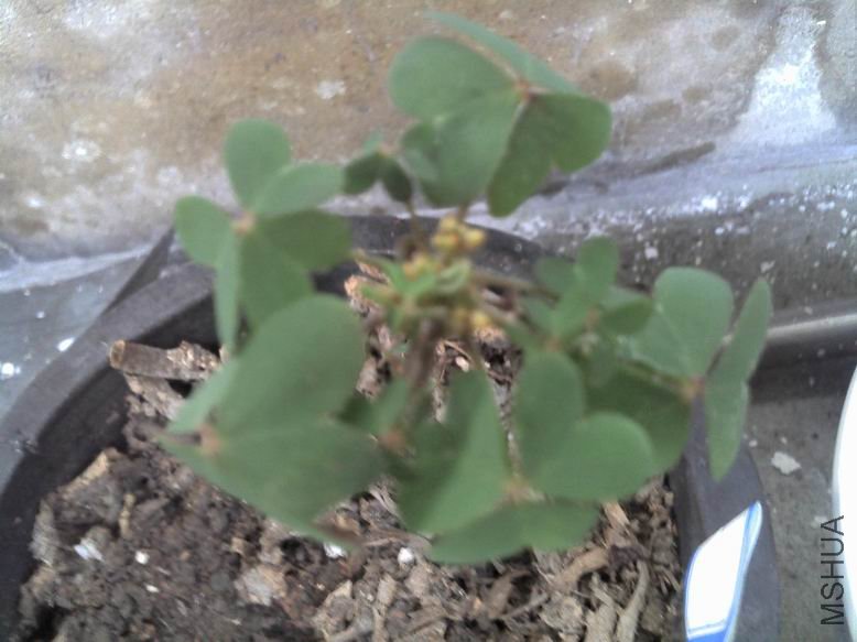 ������С PIC110902173845.jpg