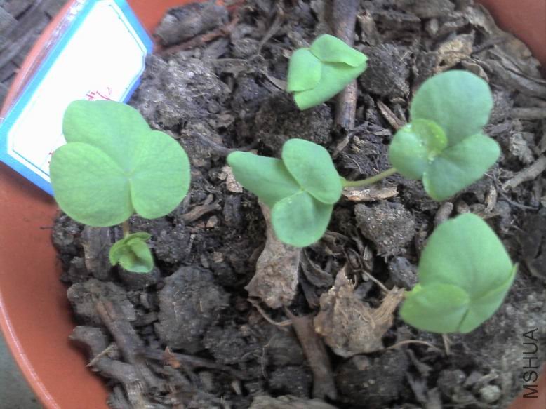 ������С PIC110902173826.jpg