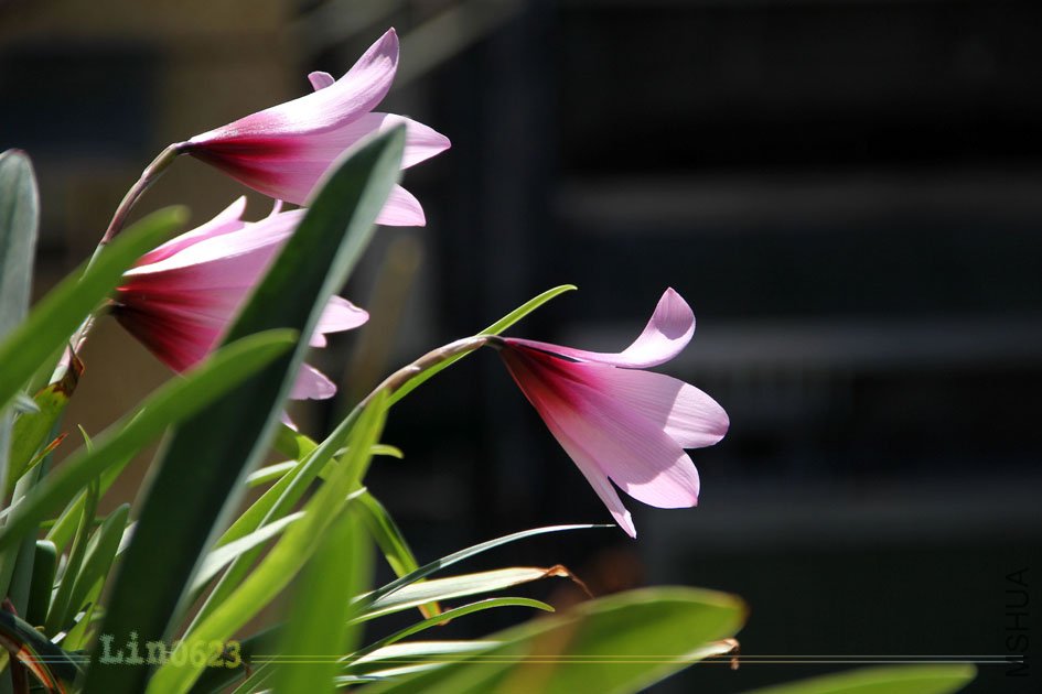 �����L���m �����ܥϥ֥�� .JPG