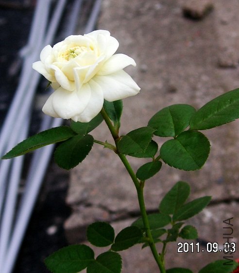 PICT0003.JPG