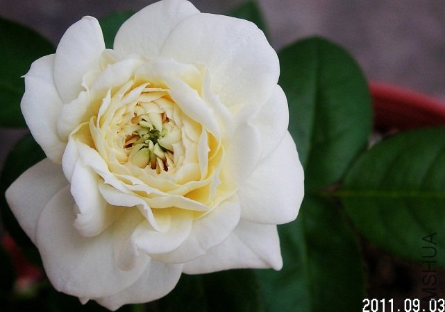 PICT0005.JPG
