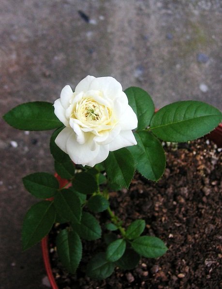 PICT0009.JPG
