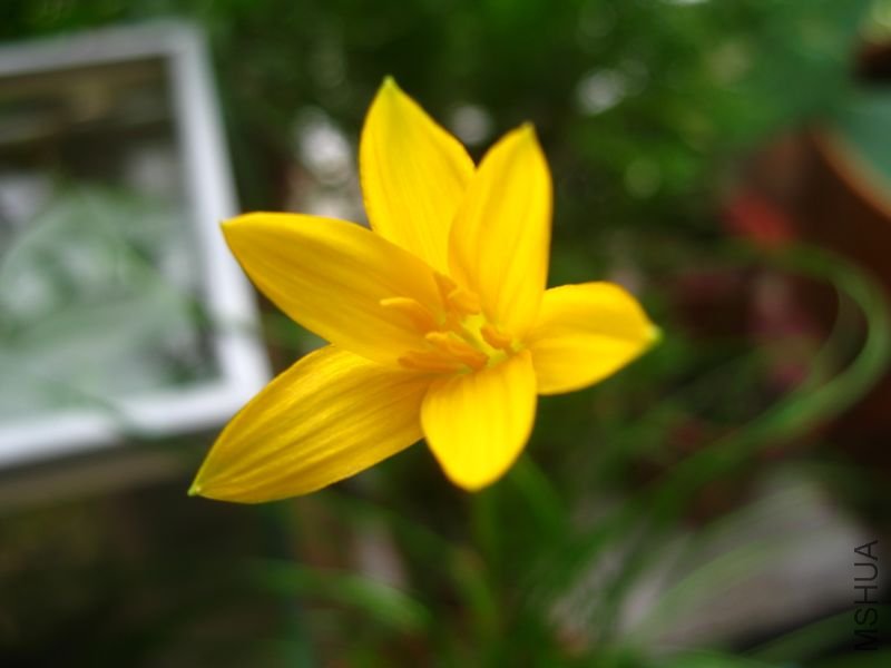 flavissmima1.JPG